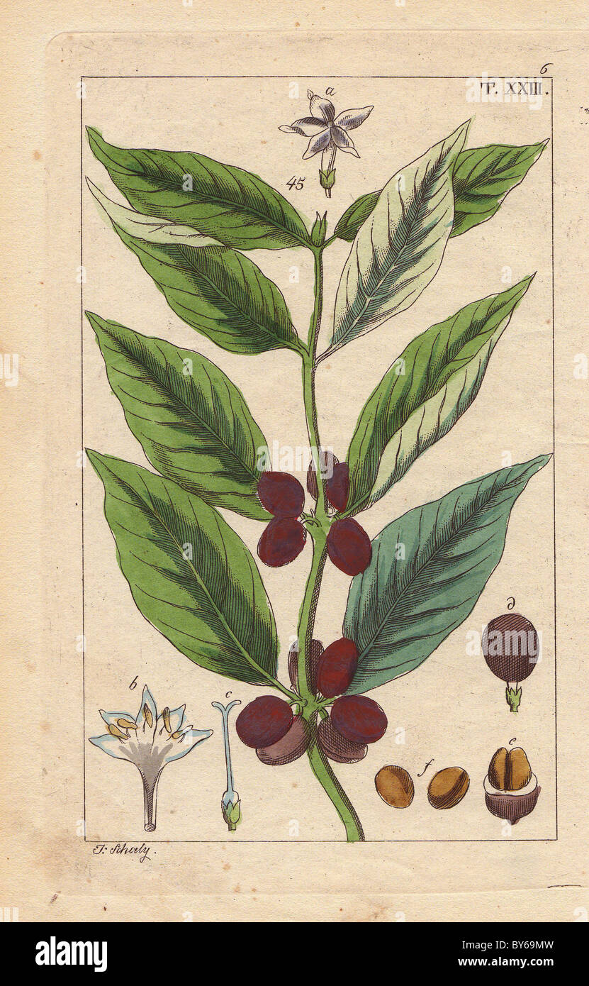 Planta con granos de café y las flores, la Coffea arabica Fotografía de stock - Alamy Planta con granos de café y las flores, la Coffea arabica Fotografía de stock - Alamy