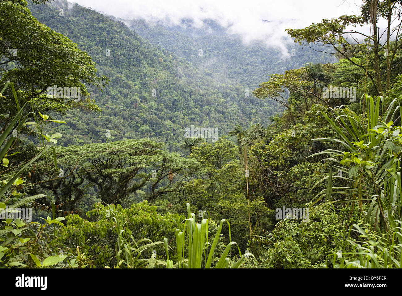 Selva montañosa, el Parque Nacional Braulio Carrillo, Costa Rica, Centroamérica Foto de stock