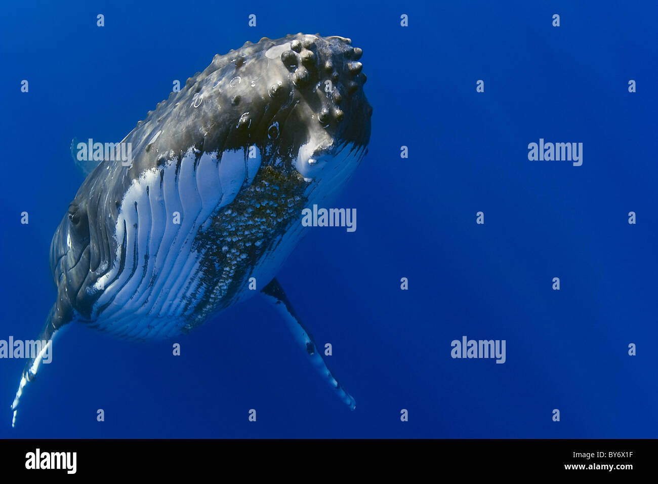 La ballena jorobada, Megaptera novaeangliae, Hawaii, USA, Océano Pacífico Foto de stock