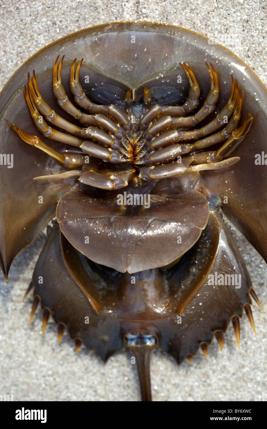 Cangrejo herradura Fotografía de stock Alamy Cangrejo Herradura Fotos e Imágenes de stock Alamy