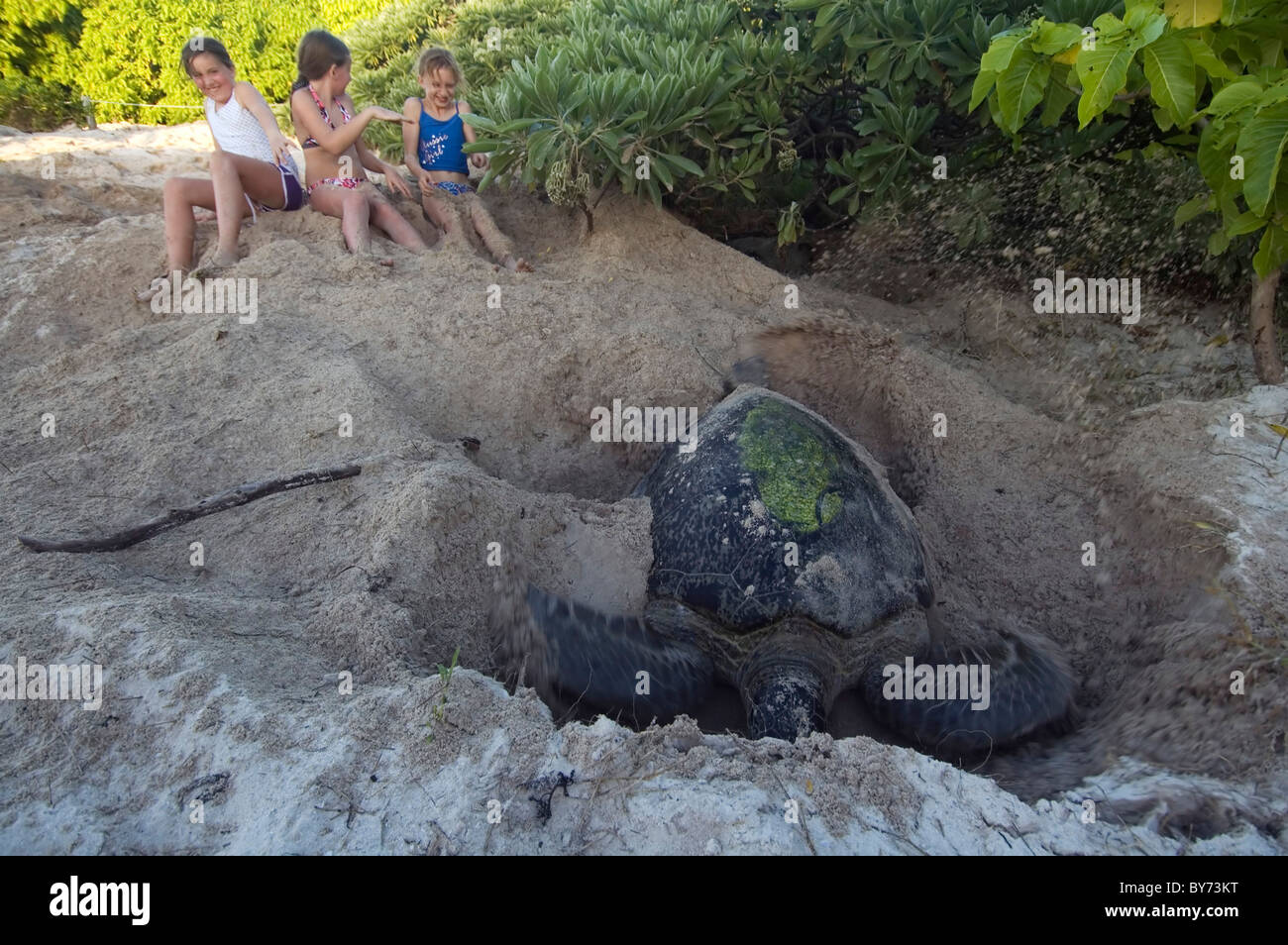 Las niñas son rociados con arena mediante la anidación de la tortuga verde (Chelonia mydas), North West Island, la Gran Barrera de Coral de Australia Foto de stock