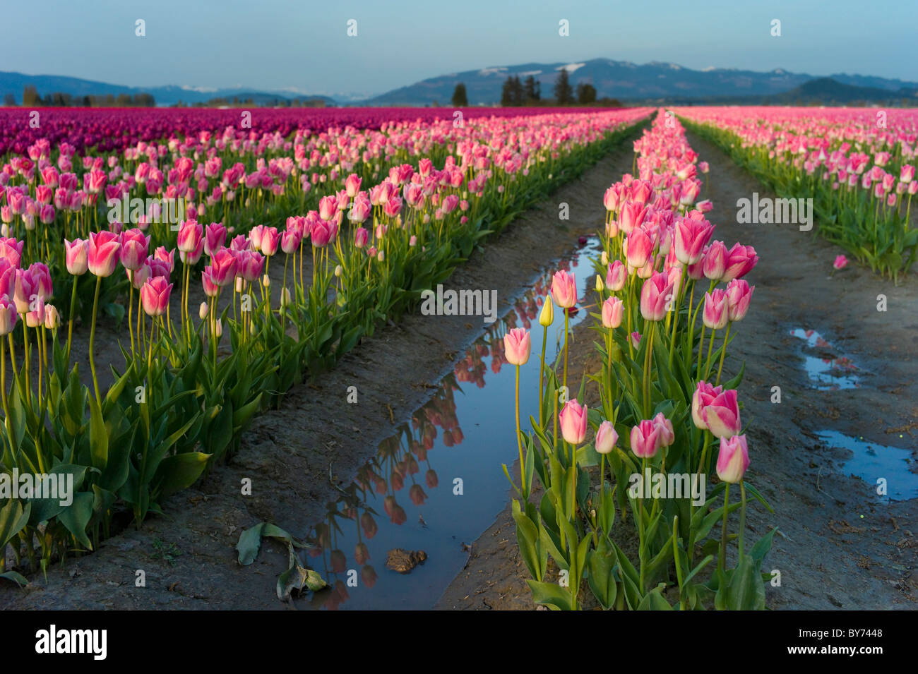 Los tulipanes, el Valle Skagit, Cascade Mountains, Washington, EE.UU. Foto de stock