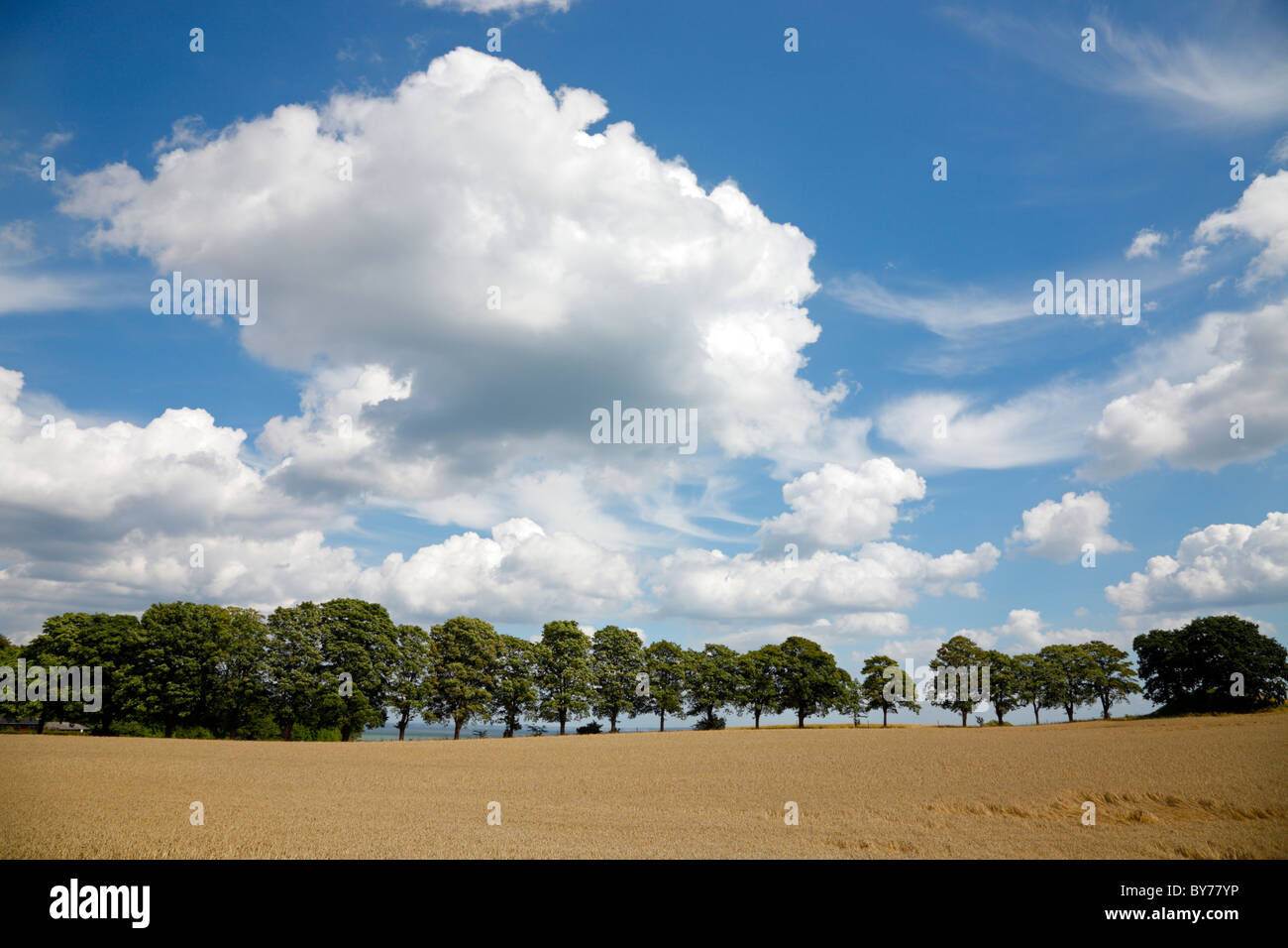 Campo de trigo contra un cielo de verano azul con distintivo blanco nubes de verano. Una protección contra el viento hacia el Oresund en el extremo lejano. Foto de stock
