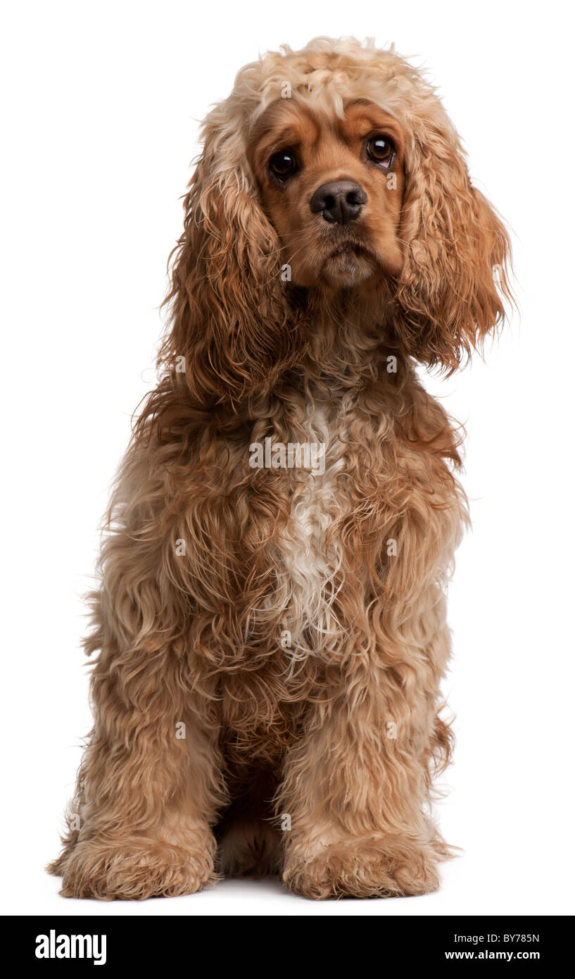 American Cocker Spaniel Puppy Fotos E Imagenes De Stock Alamy American Cocker Spaniel Puppy Fotos E Imagenes De Stock Alamy