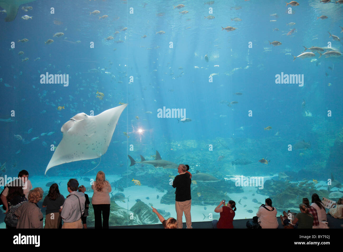 GA South Atlanta Pemberton Place Aquarium hábitat de