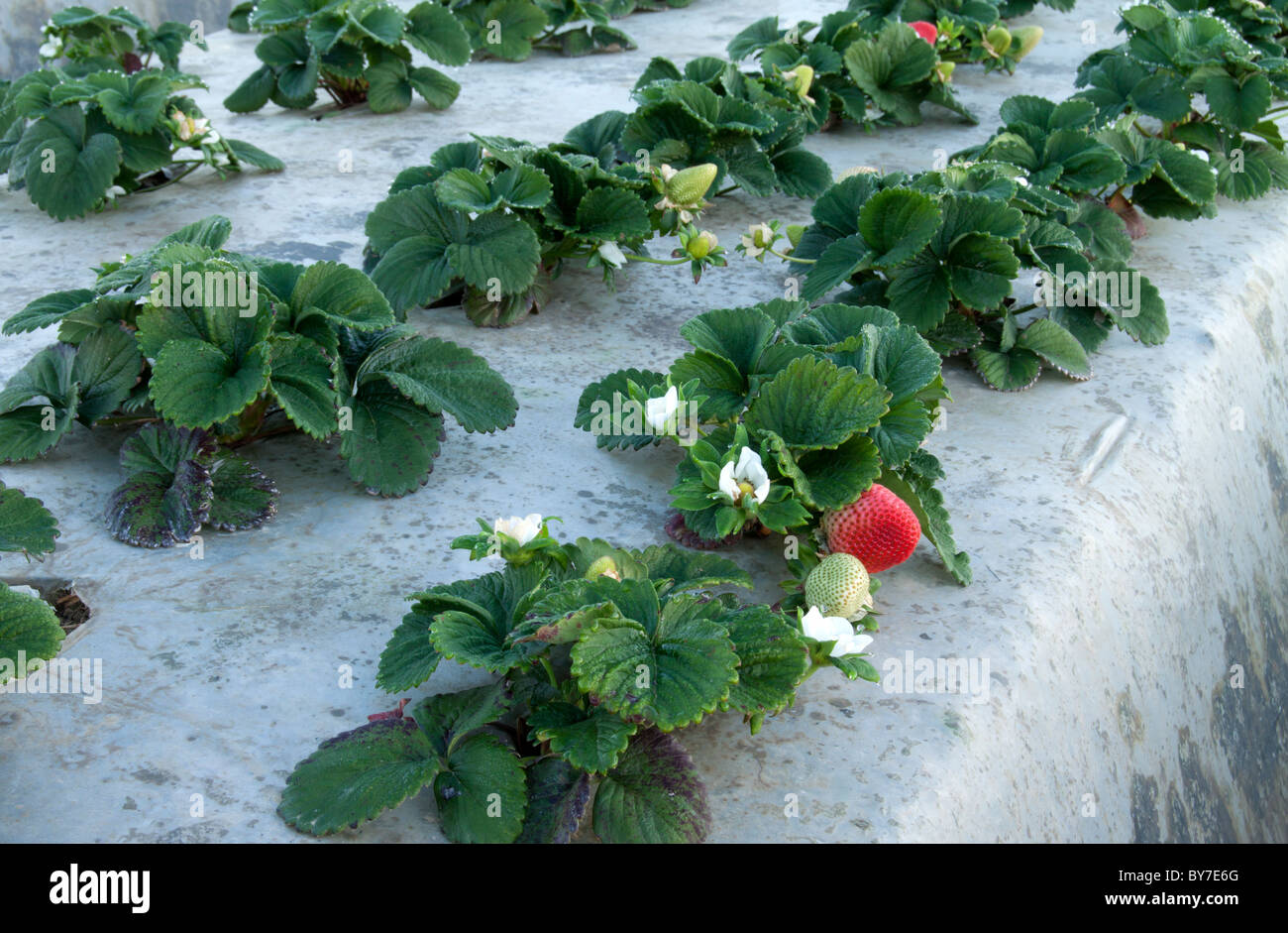 Invierno cultivo de fresas en California, EE.UU Fotografía de stock - Alamy