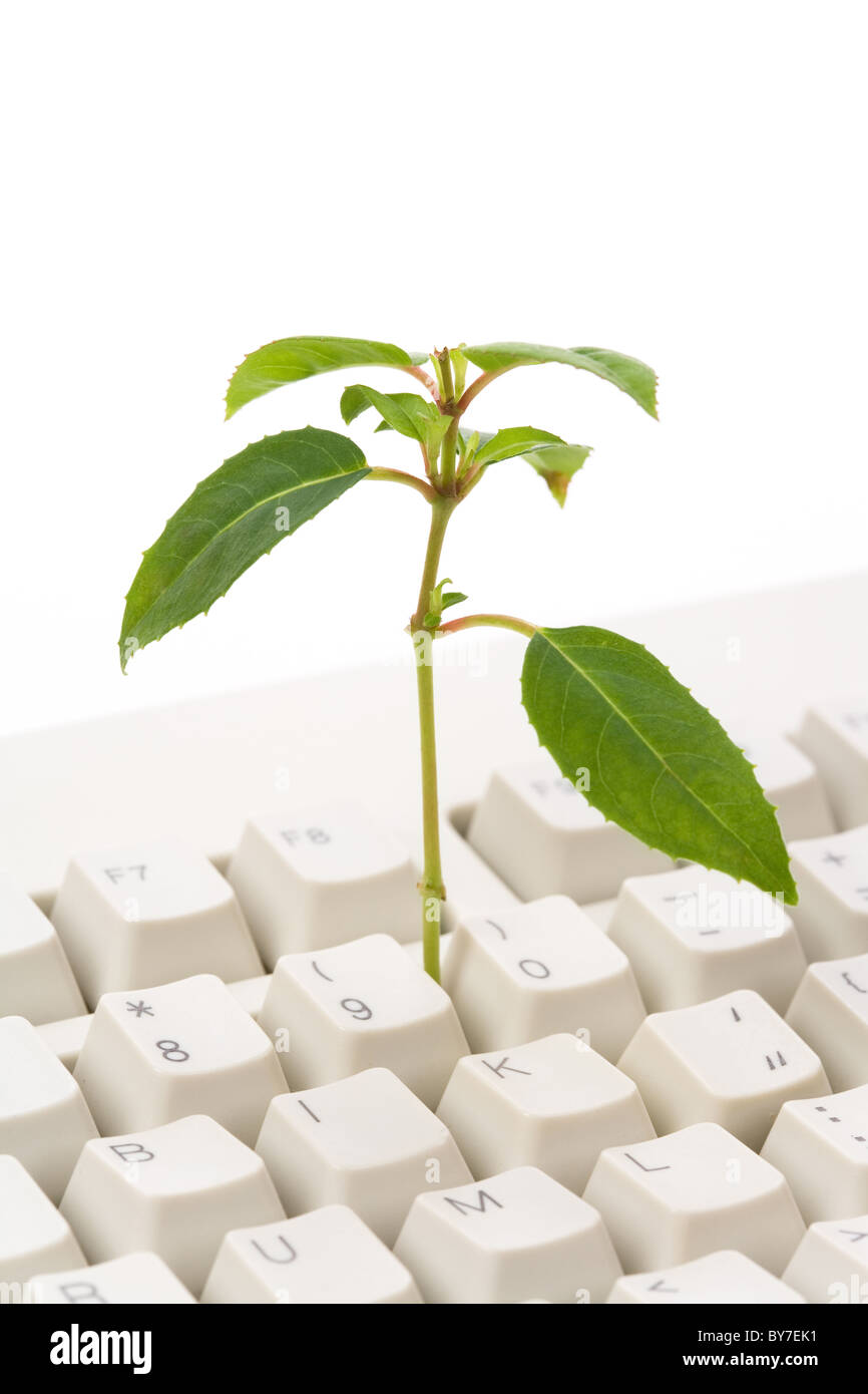 Planta verde y el teclado del equipo, el concepto de aprendizaje en línea Foto de stock