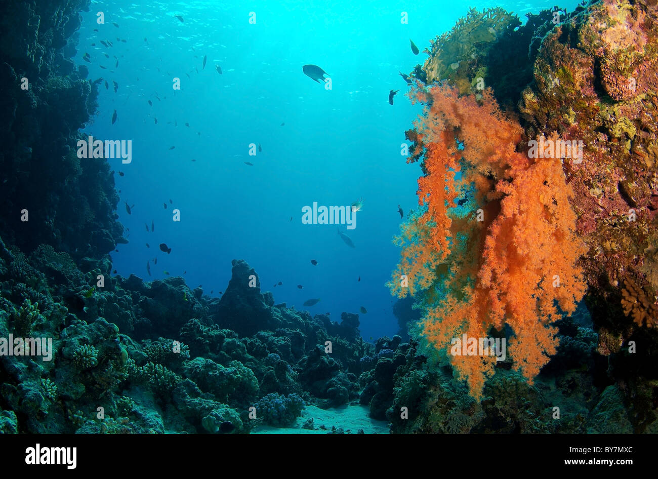 Labuan, coral blando (Layang Layang) Foto de stock