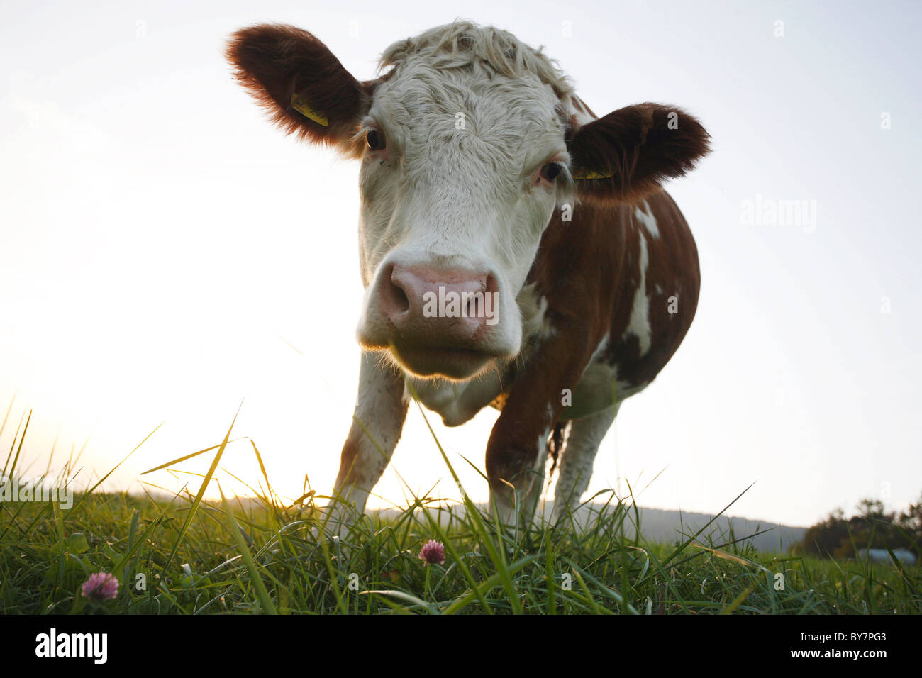 Alemania, vaca pasto 20101015 © Gerhard Leber Foto de stock