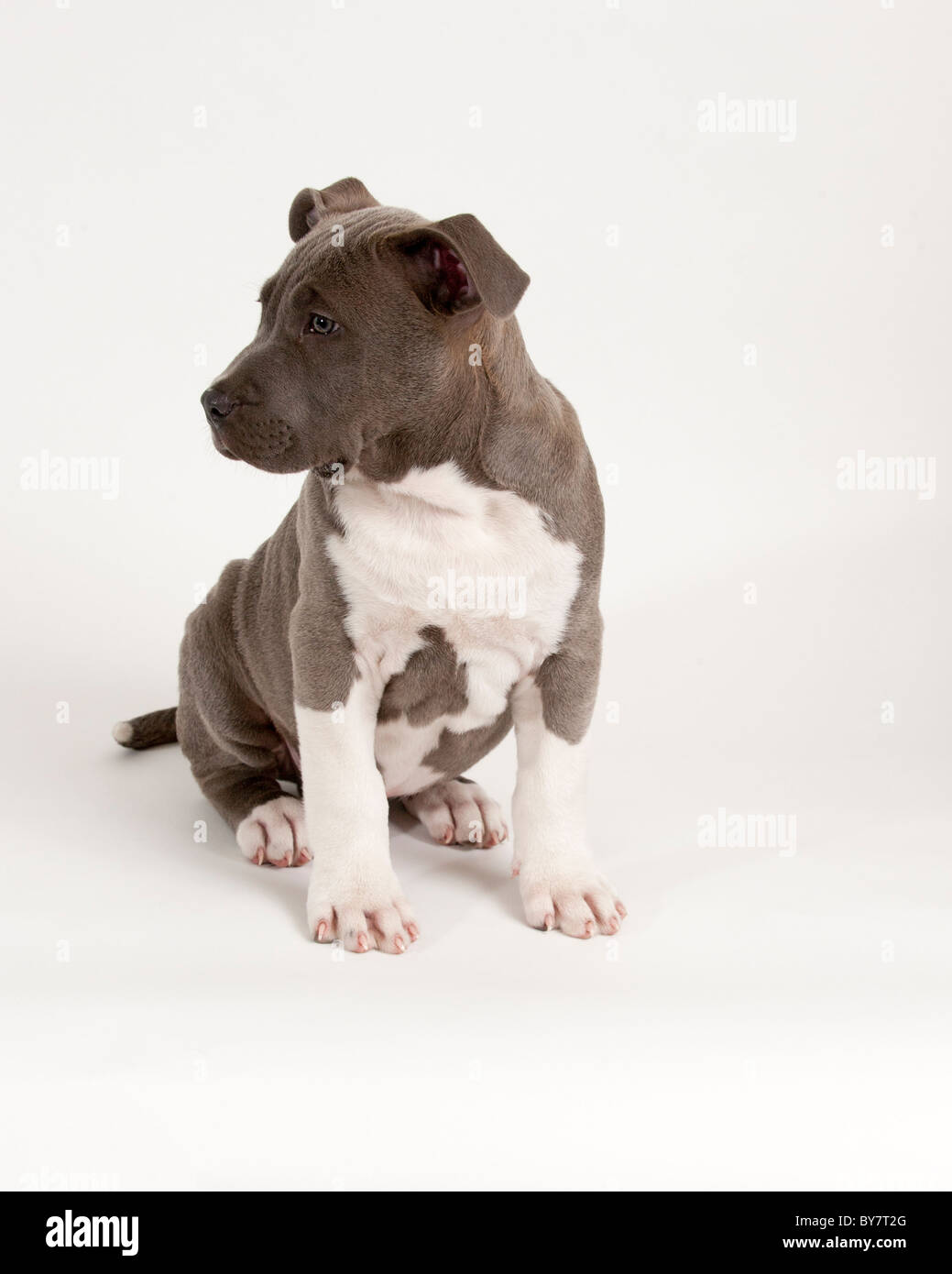 11 Semanas De Edad Cachorro Pit Bull Foto Imagen De Stock