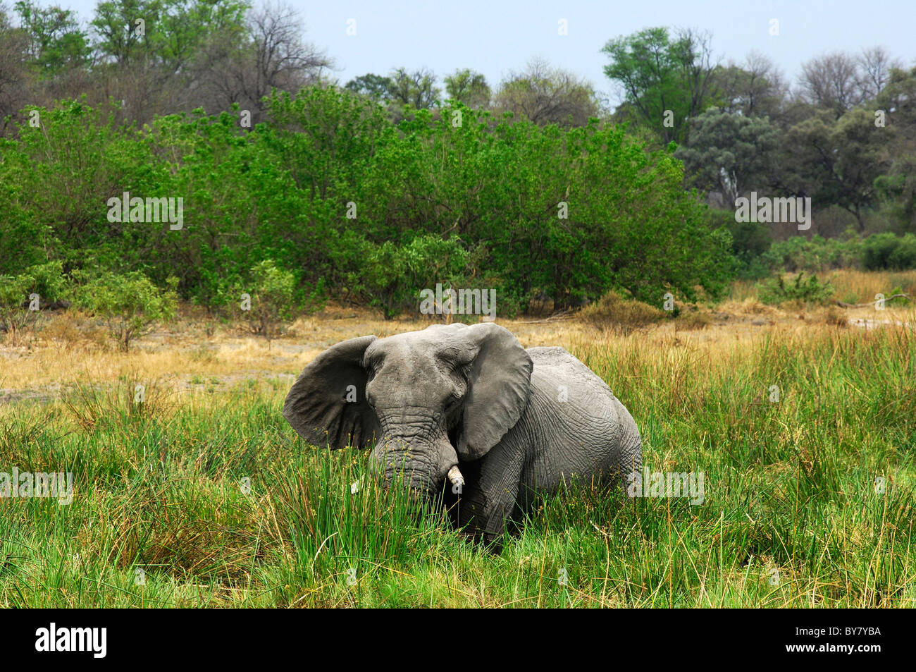Los elefantes africanos, los ancianos bull con colmillos gastados en altos de Pastoreo de pasto Napier, Moremi Parque Nacional, Botswana Foto de stock