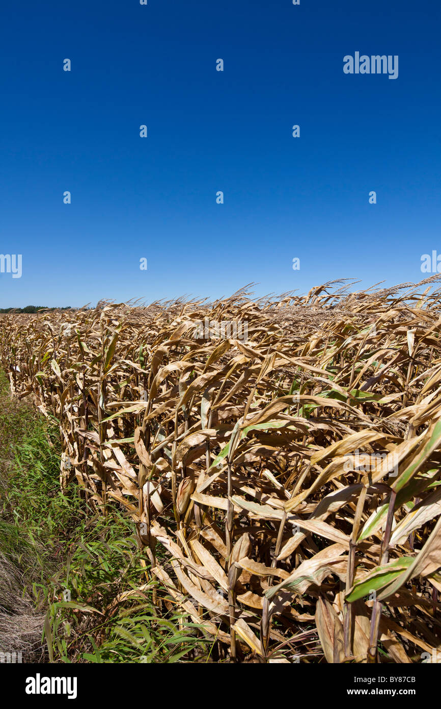 Campo de trigo maduro, Plano, Kendall County, Illinois, EE.UU. Foto de stock