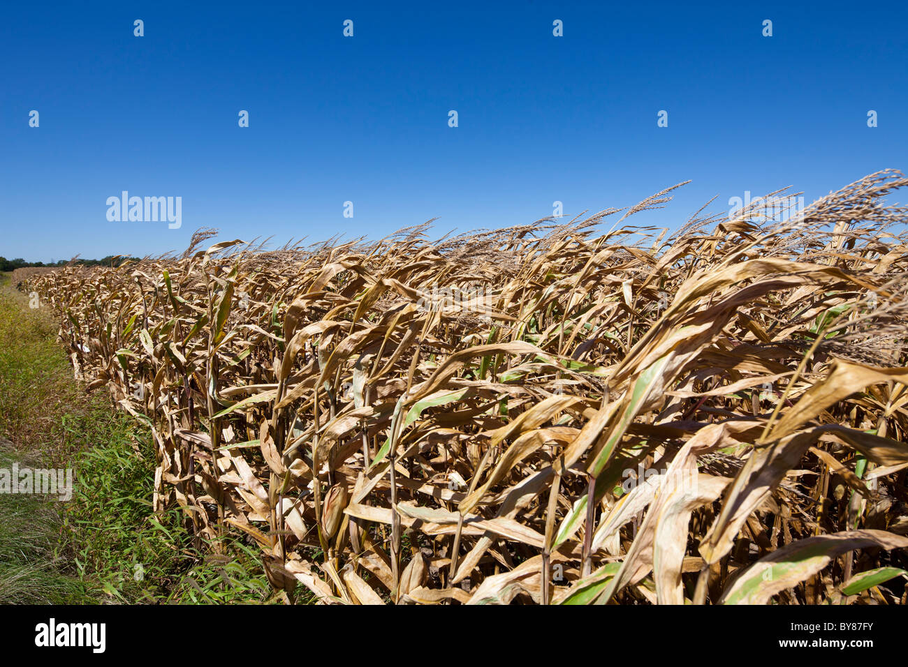 Campo de trigo maduro, Plano, Kendall County, Illinois, EE.UU. Foto de stock