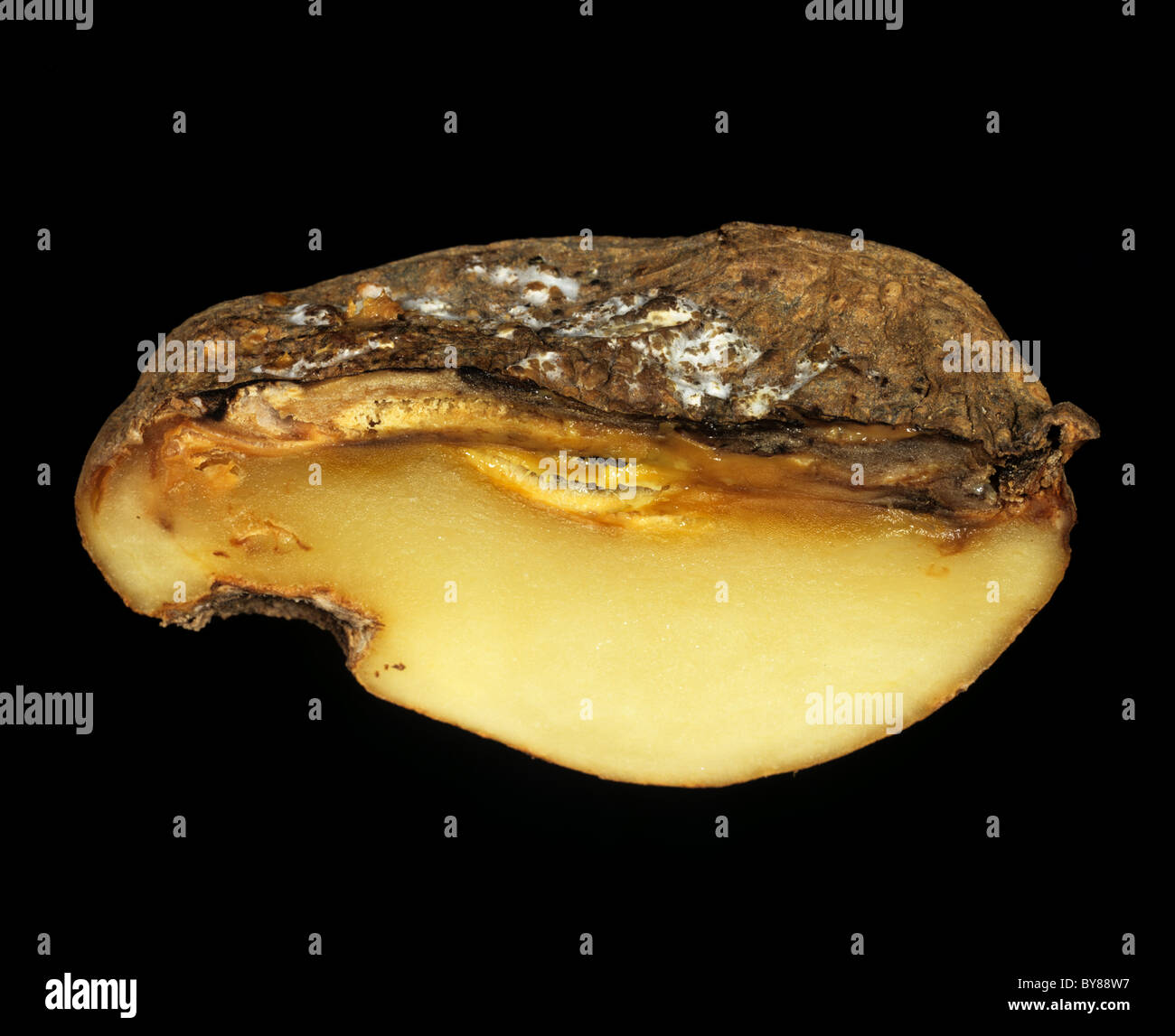 Herida acuosa (Pythium ultimum rot) se muestra en una sección de un tubérculo Foto de stock