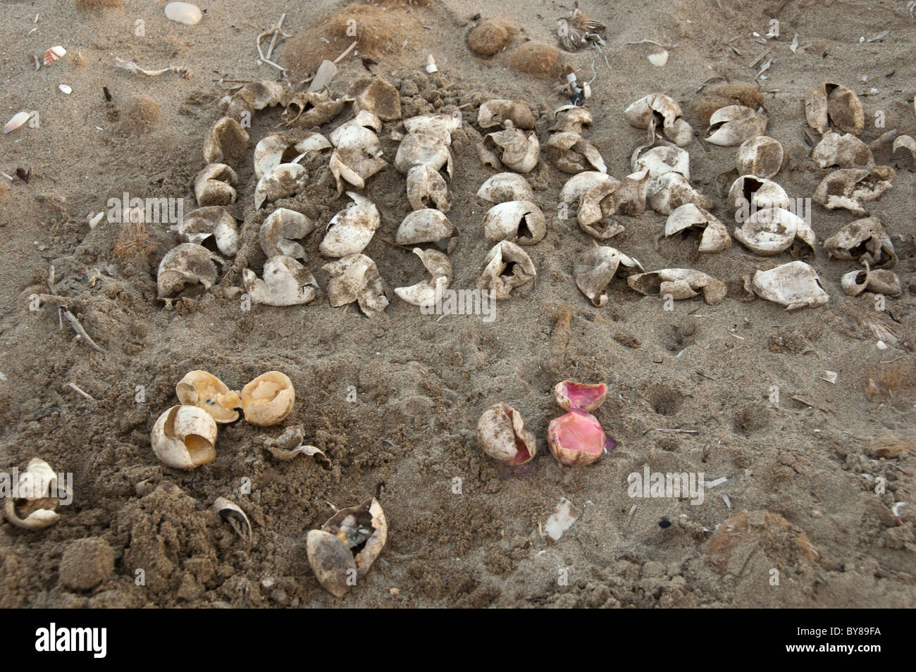 Tortuga boba cáscaras de huevo excavado por voluntarios de conservación de un nido de playa Foto de stock