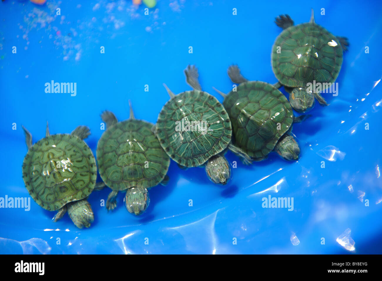Tortugas pequeñas fotografías e imágenes de alta resolución - Alamy