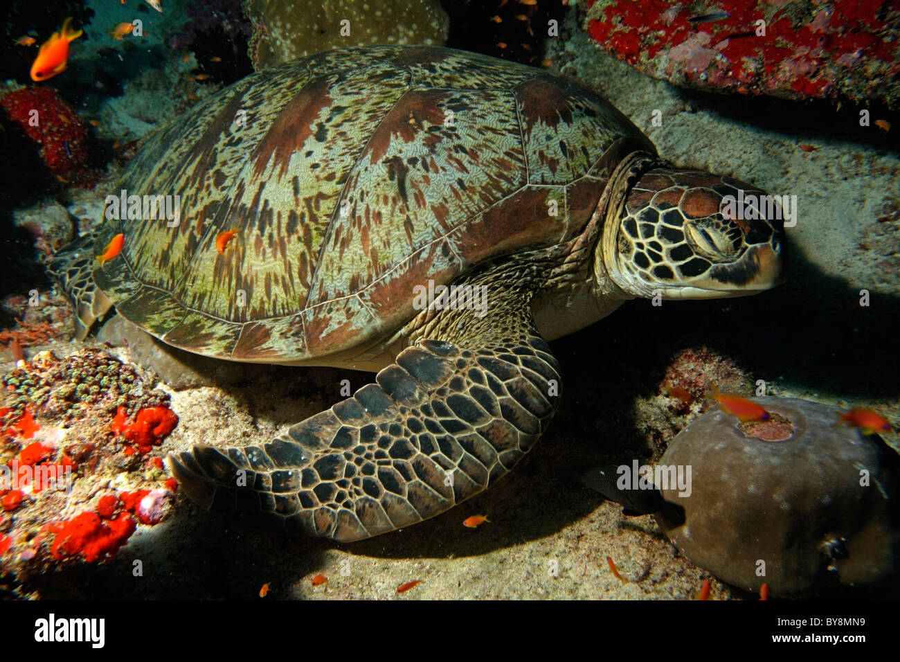 La tortuga verde (Chelonia mydas - natación en un lecho marino Foto de stock