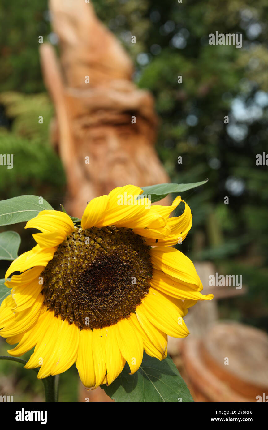 Monte girasol fotografías e imágenes de alta resolución - Alamy