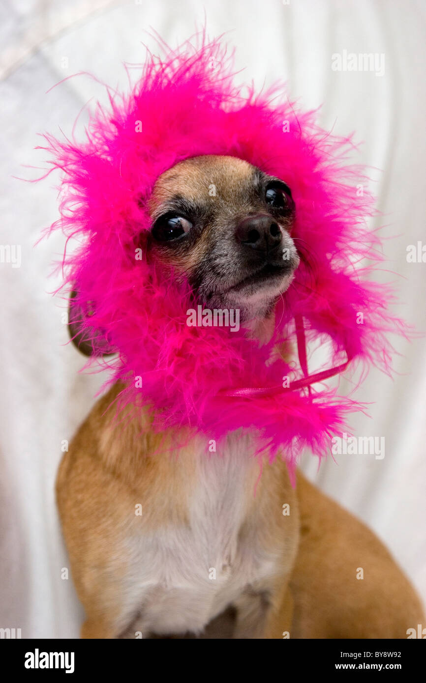 Chihuahua sentado con rosa headpiece difusa mirando tonto y lindo perro gracioso animales divertidos. Foto de stock