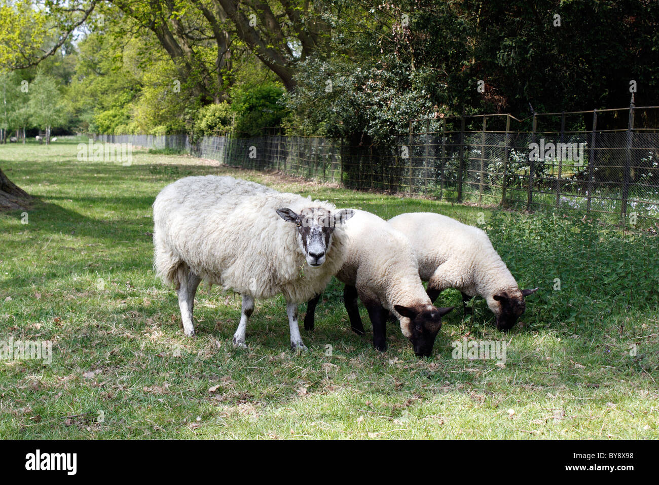 ENGLISH oveja con dos corderos en primavera. Foto de stock