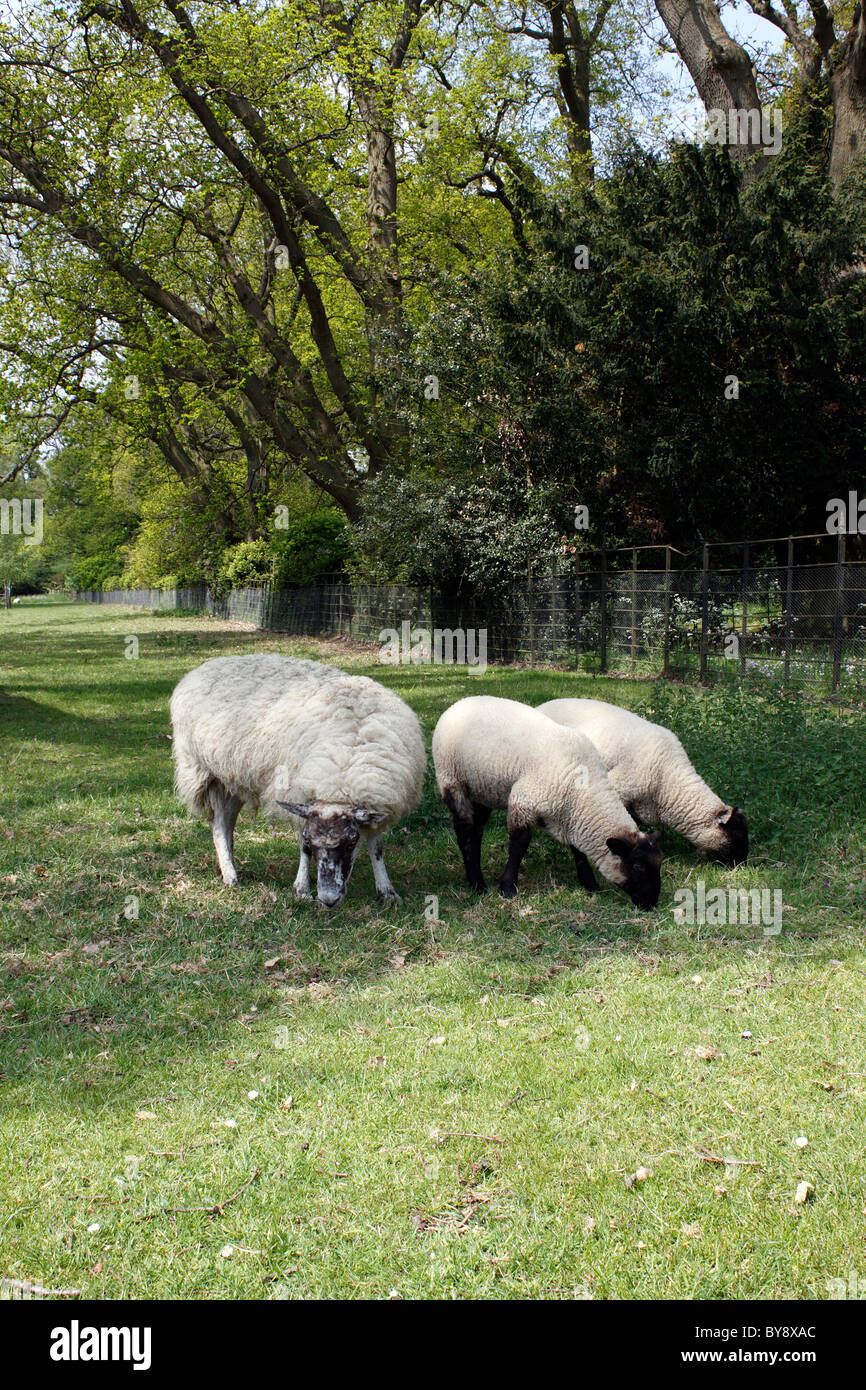 ENGLISH oveja con dos corderos en primavera. Foto de stock
