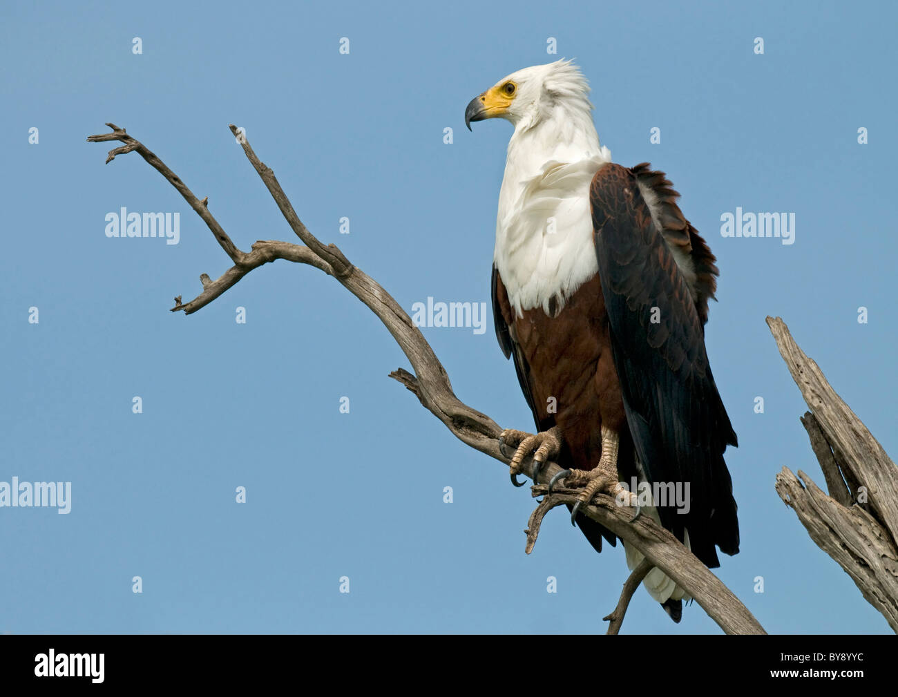 Águila Pescadora africana Foto de stock