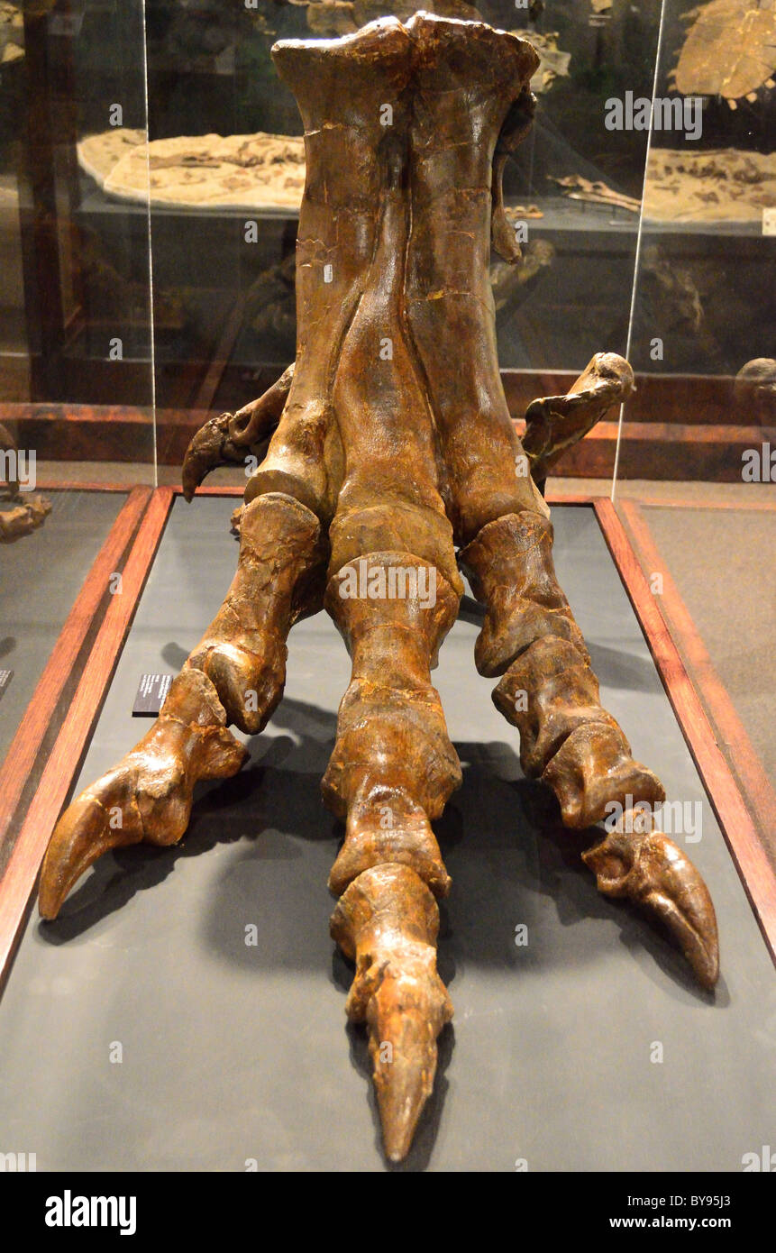 T Rex fosilizados garra. Museo de las Rocallosas. Bozeman, Montana, EE