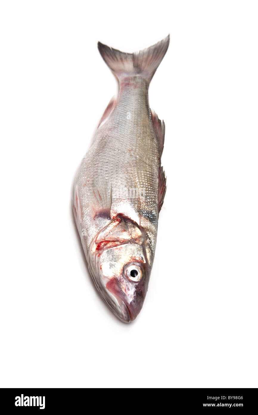 Lubina pescado blanco aislado en un fondo de estudio. Foto de stock