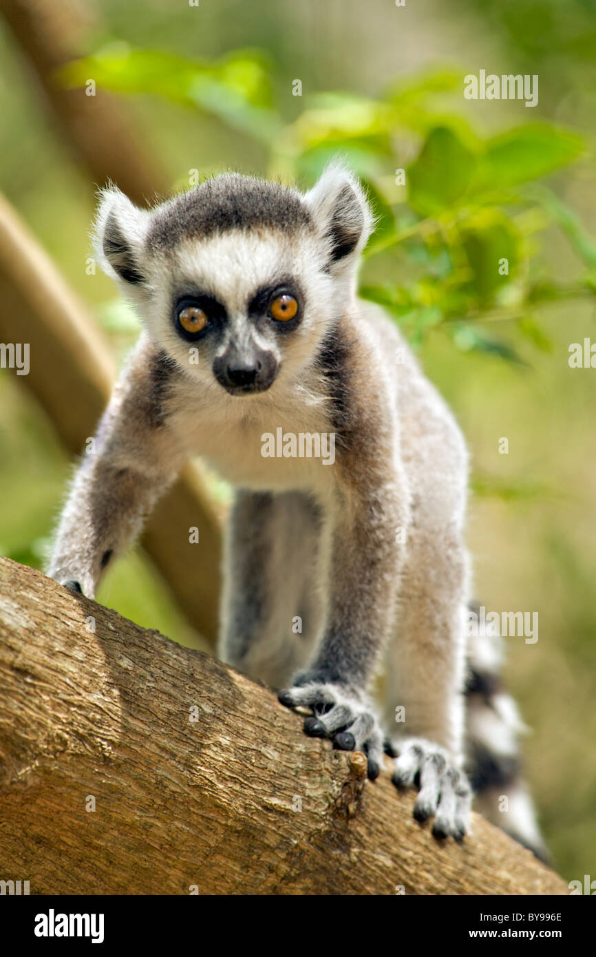 Bebé lémur de cola anillada (Lemur catta) en la reserva de la comunidad privada Anja cerca de Ambalavao en el sur de Madagascar. Foto de stock