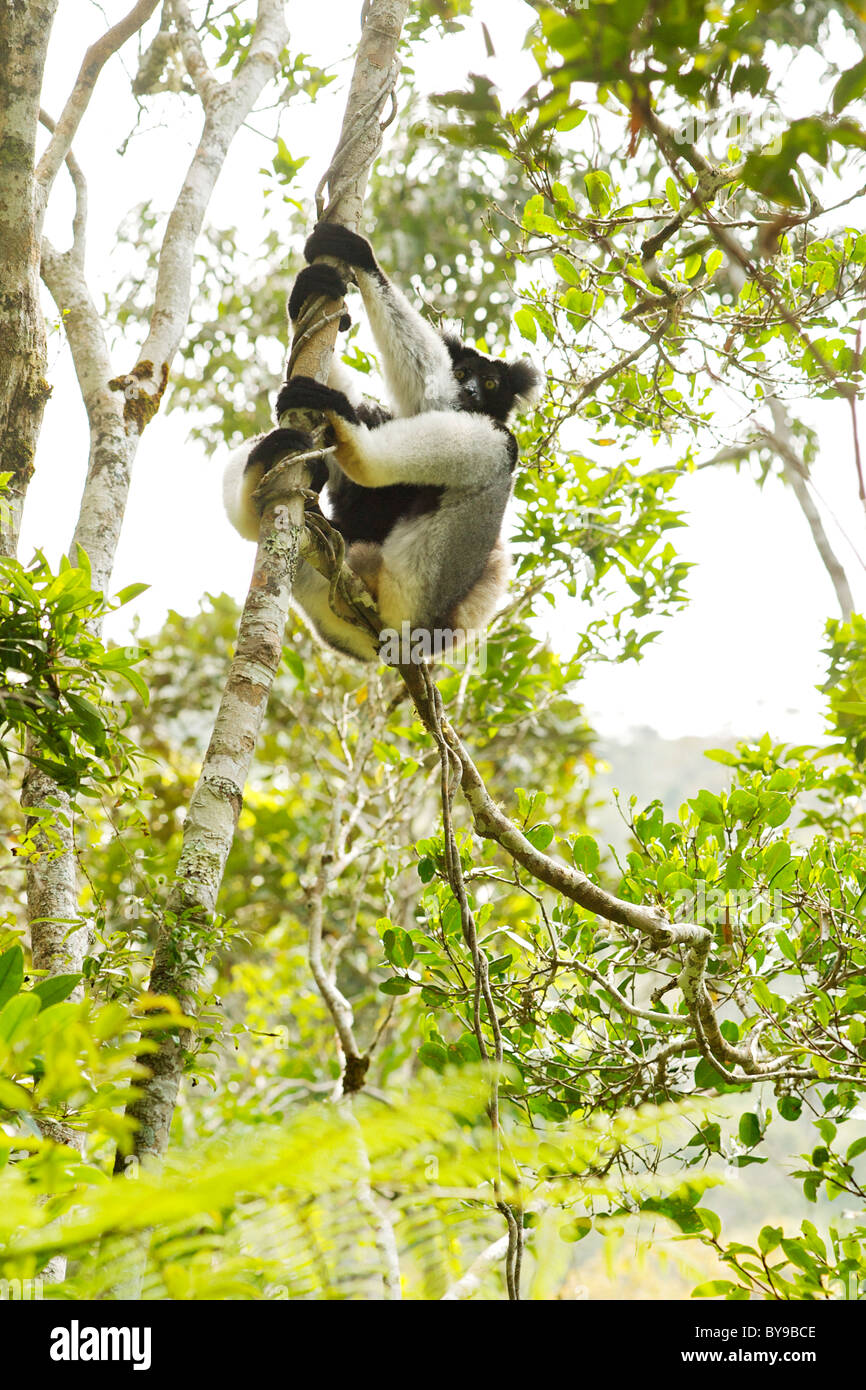 Indri (indri Indri) en el Parque Nacional de Andasibe-Mantadia Madagascar oriental. Foto de stock