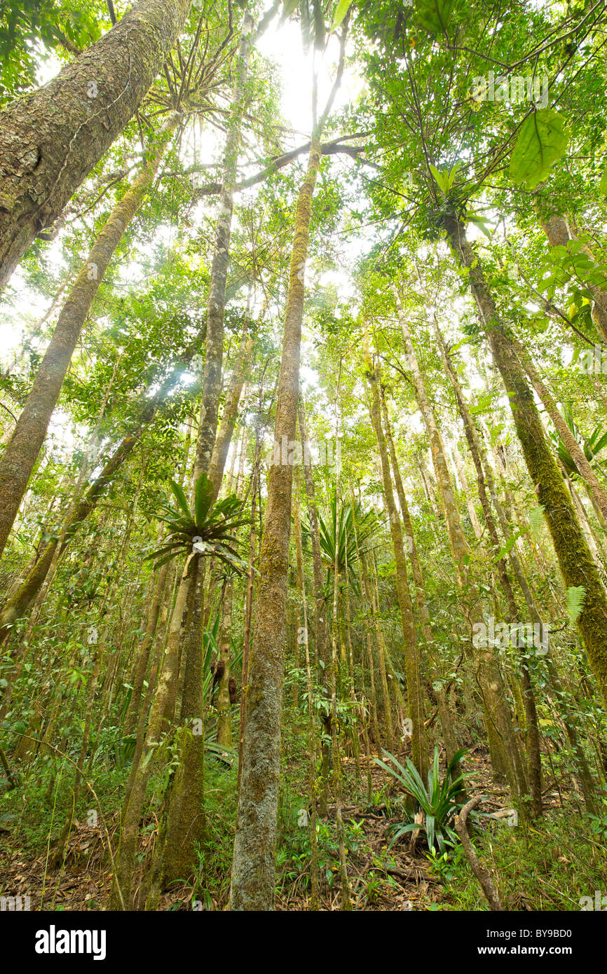 Bosque primario en el parque de Andasibe-Mantadia Mantional en Madagascar oriental. Foto de stock
