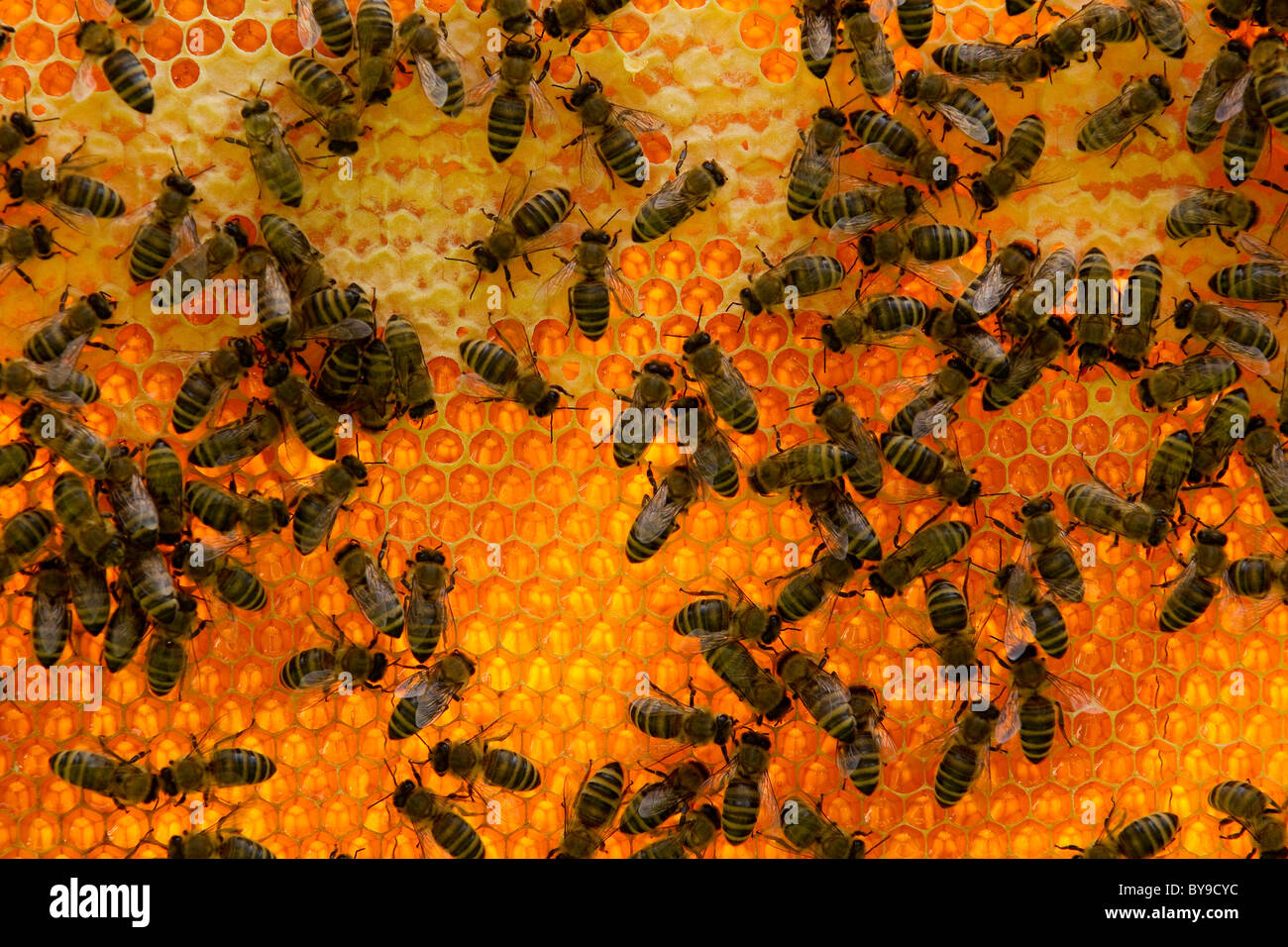 Panal con muchas abejas de miel en backlight Fotografía de stock - Alamy