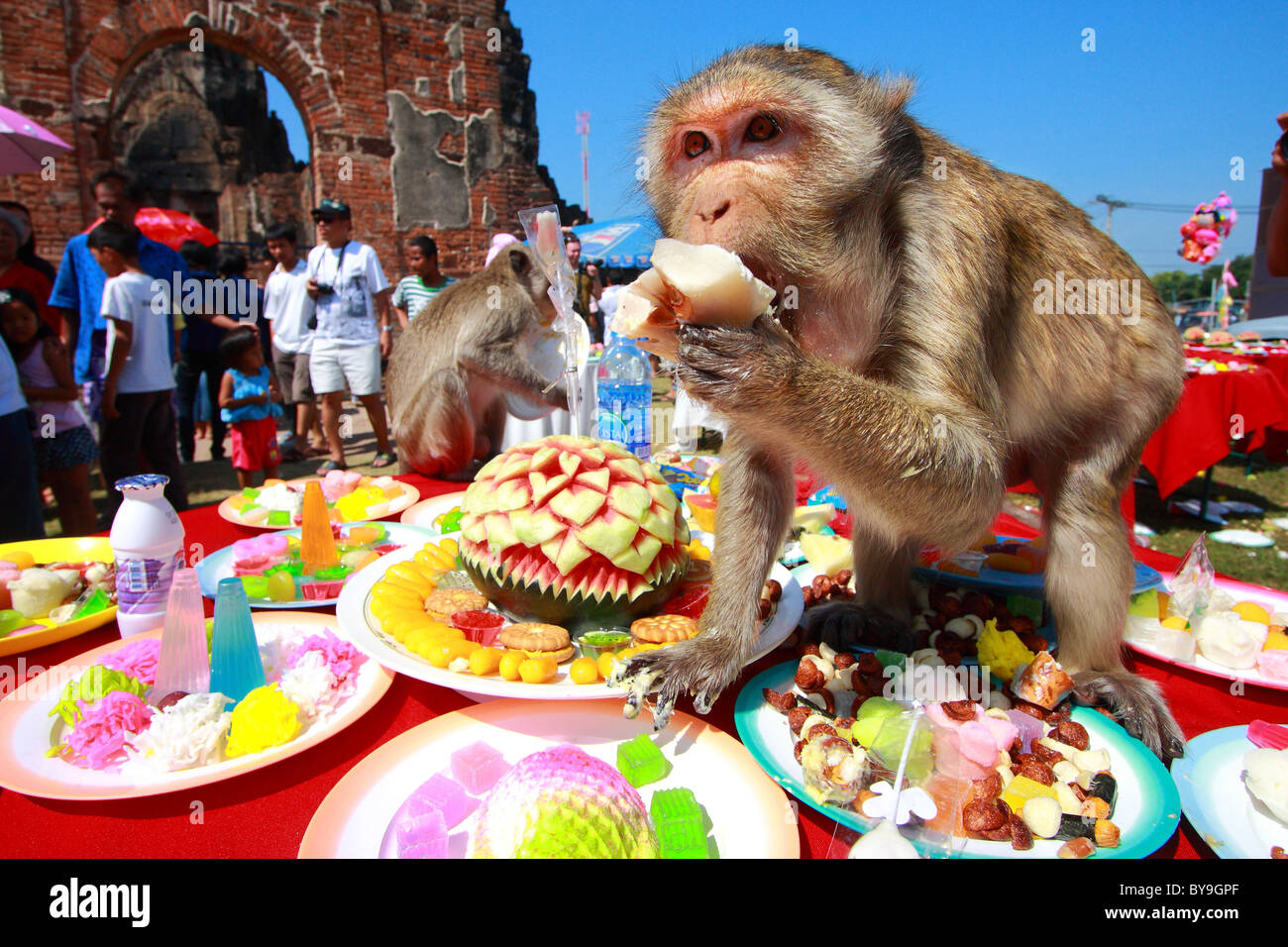 Comer alimentos de mono mono en los banquetes chinos Festival en  Praprangsamyod Lopburi Tailandia Fotografía de stock - Alamy