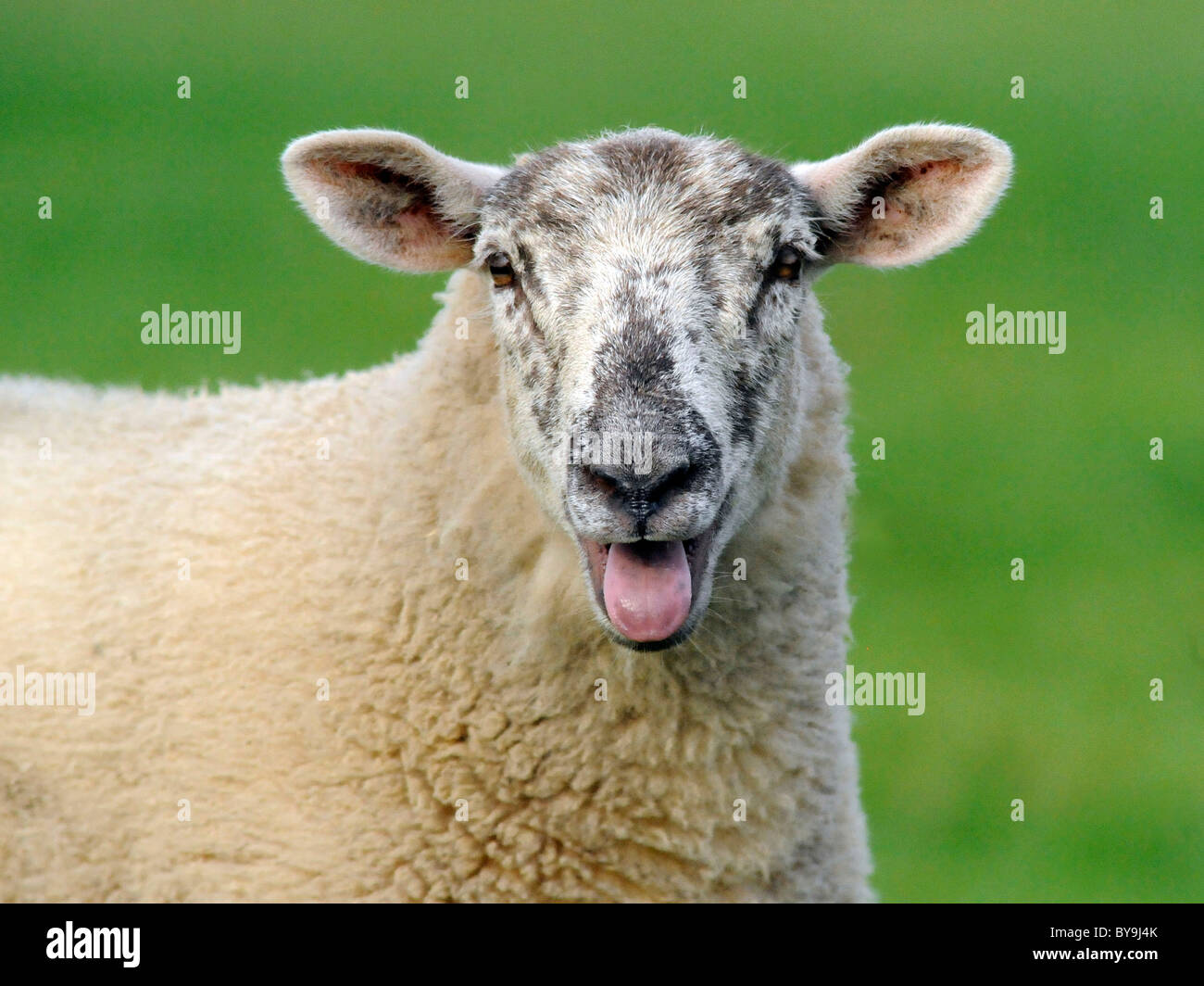 Una oveja baah baaing haciendo un sonido. Foto de stock
