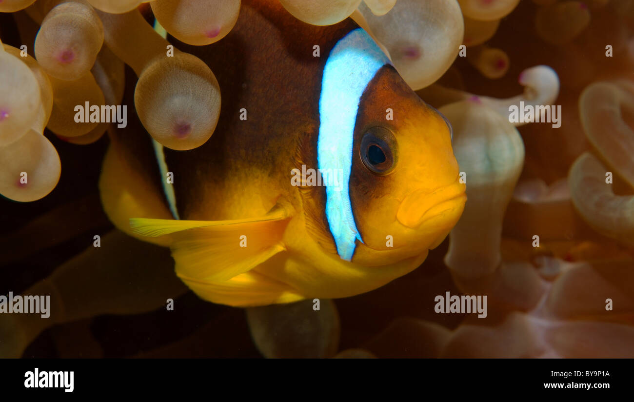 Anemonefish, pez payaso, Amphiprion bicinctus, Amphiprioninae Foto de stock