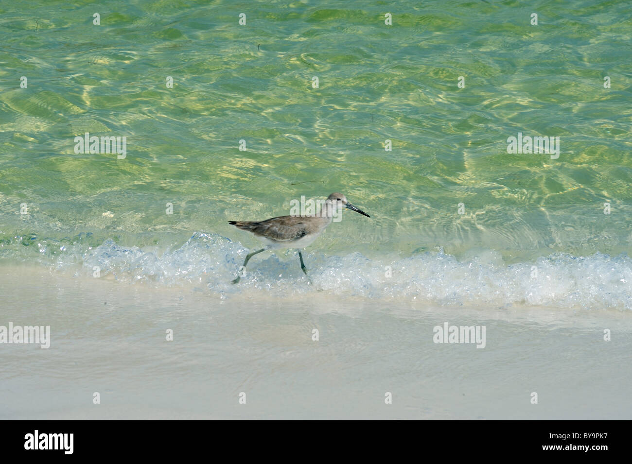La costa de arena blanca de la costa del golfo de Florida dispone de agua clara variando en color de azul índigo al turquesa Foto de stock