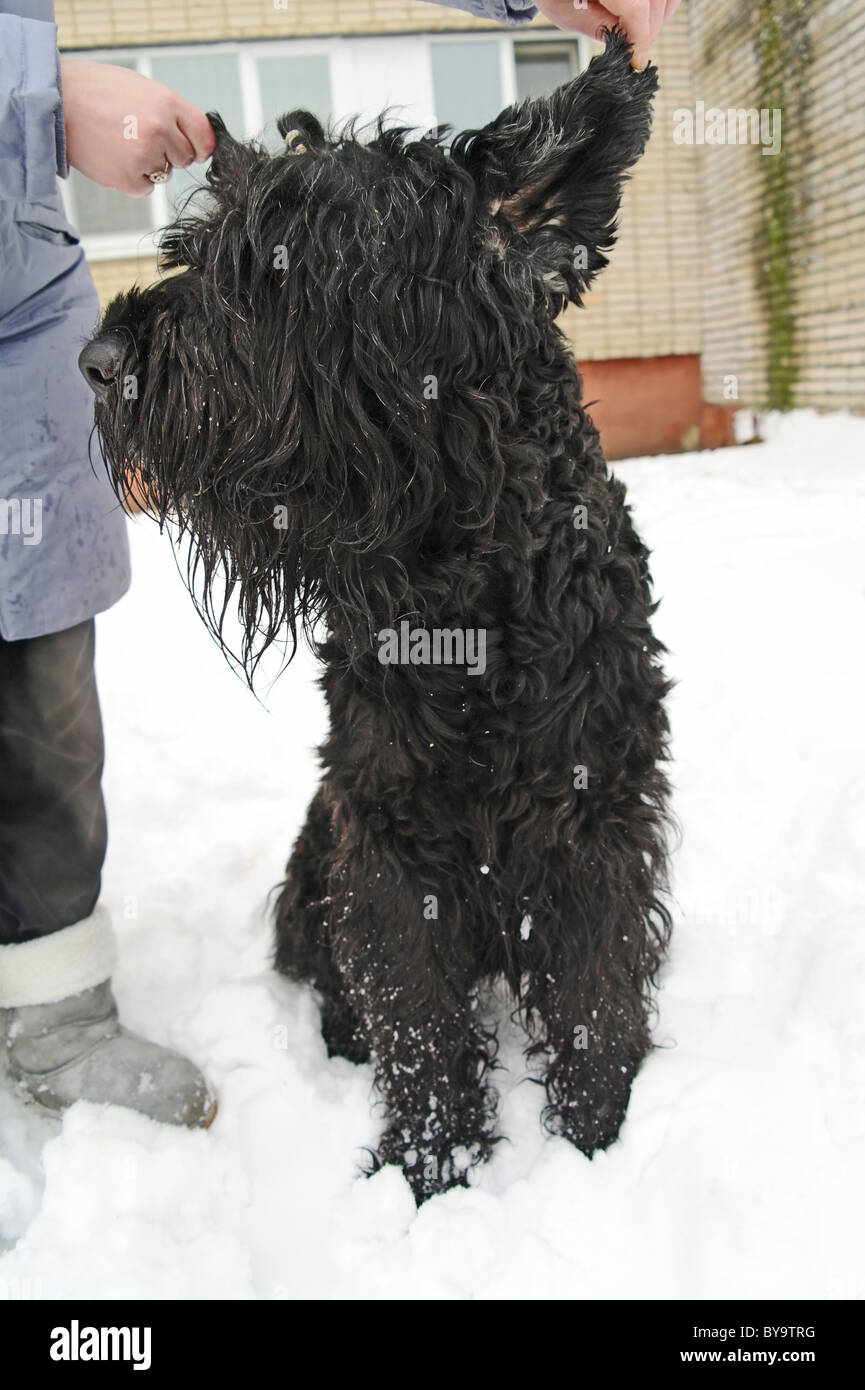 Perro Terrier Negro ruso con el amante en la calle, el invierno en la región de Moscú, Rusia Foto de stock