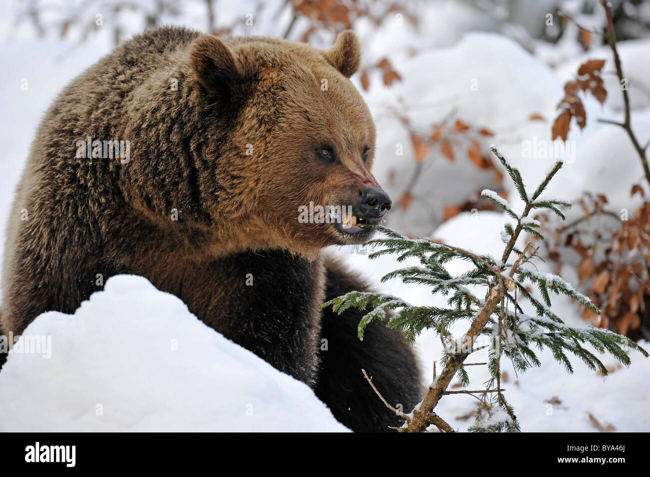 Oso pardo (Ursus arctos) en la nieve, comiendo una pícea Foto de stock