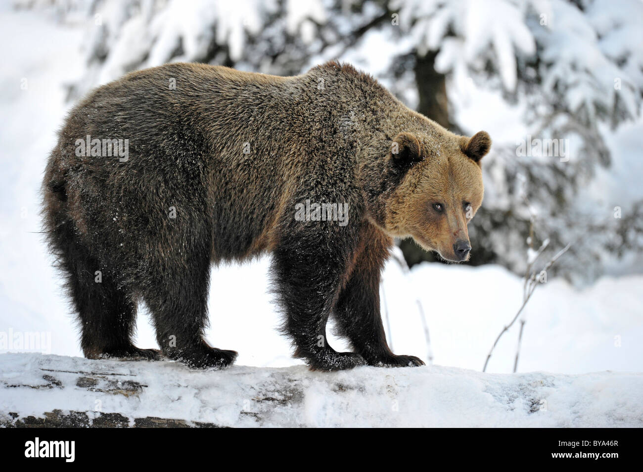 Oso pardo (Ursus arctos) en la nieve. Foto de stock