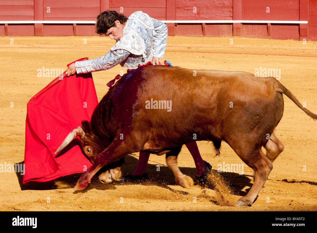 Torero, torero con el toro, la Plaza de Toros de la Maestranza, la plaza de toros de Sevilla, Andalucía, España, Europa Foto de stock