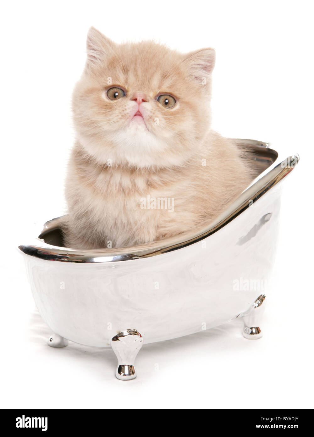 Gatito exótico en un pequeño baño de plata retrato studio Foto de stock