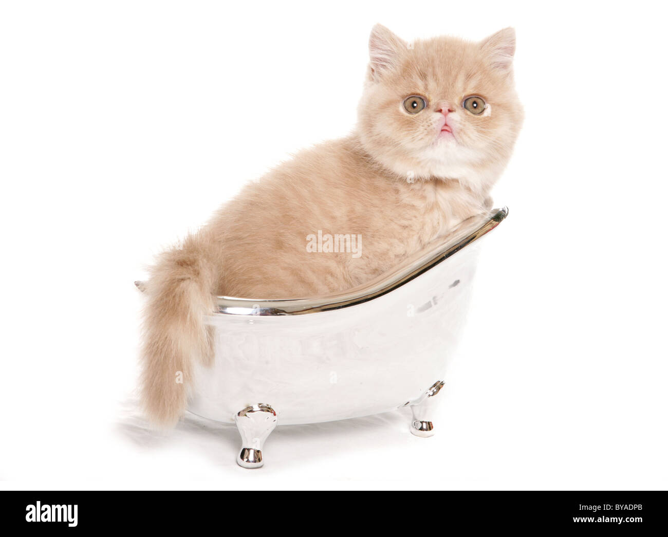 Gatito exótico en un pequeño baño de plata retrato studio Foto de stock