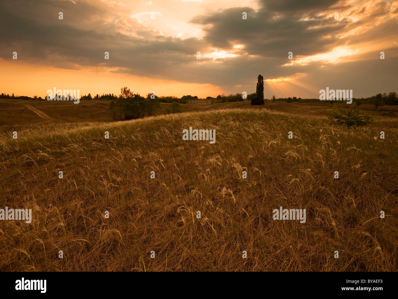 Paisaje montañoso con hierba de plumas marrón al atardecer, Kiskunzag, Hungría, Europa Foto de stock