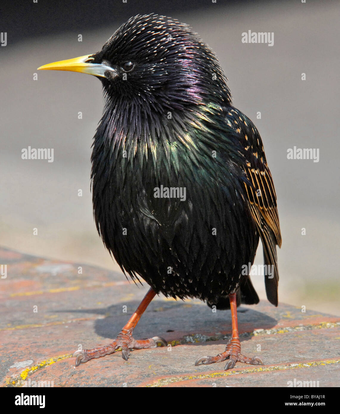 STARLING (Sturnus vulgaris vulgaris) Bien amados pájaros británica ahora en serio declive. Foto de stock