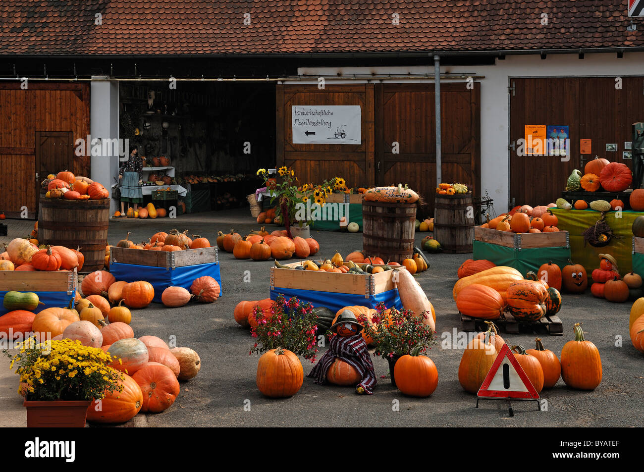 Diferentes tipos de calabaza (Cucurbita), y zapallo (Cucurbita pepo