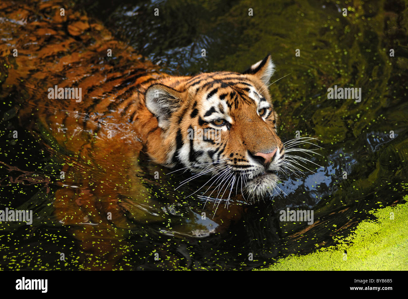 Tigre nadando fotografías e imágenes de alta resolución Alamy