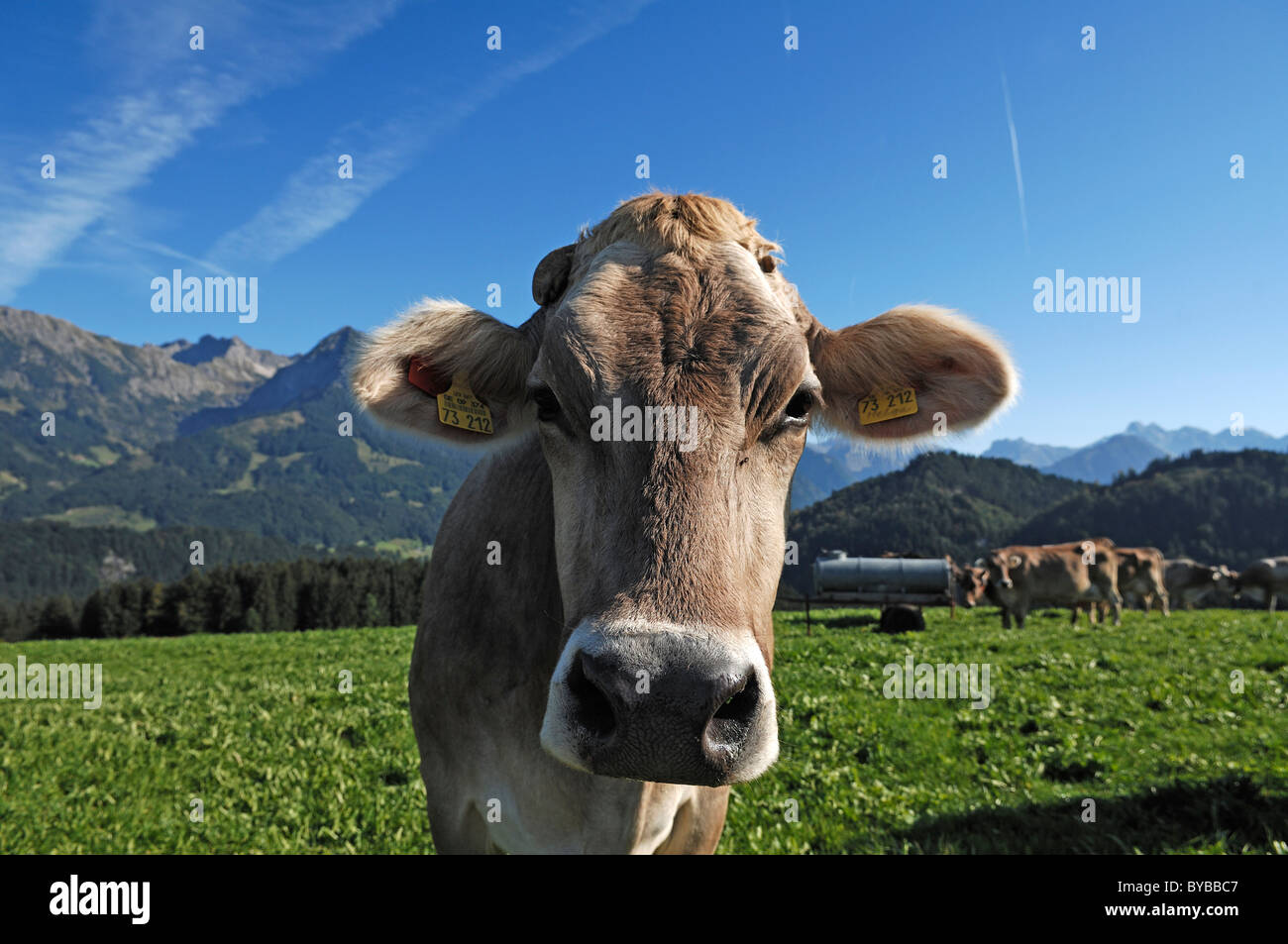 Vaca lechera en los pastos, Allgaeu Alpes en la espalda, región de Fischen, Allgaeu, Baviera, Alemania, Europa Foto de stock