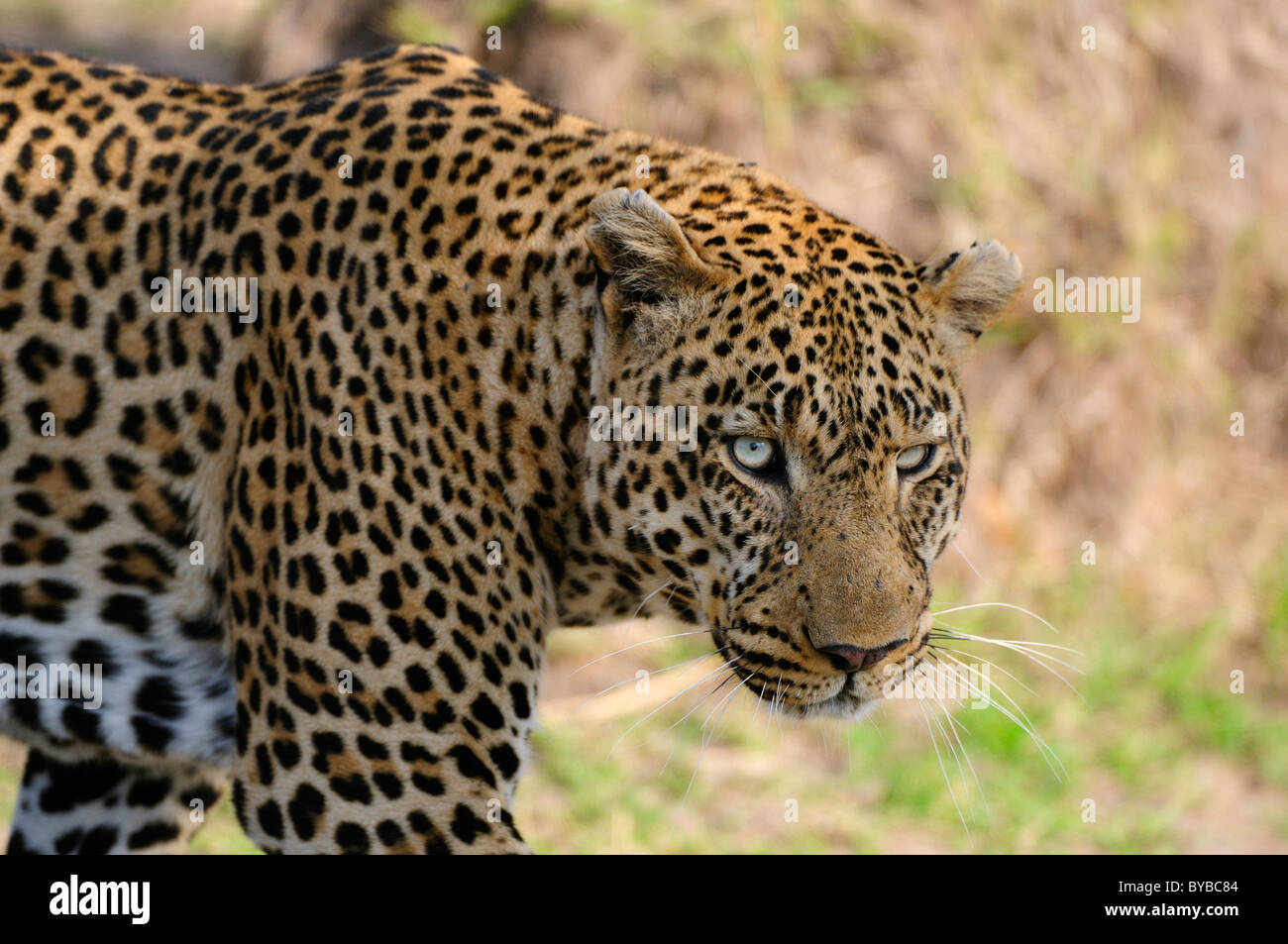 El leopardo (Panthera pardus), macho, Reserva Nacional de Masai Mara, Kenya, Africa. Foto de stock