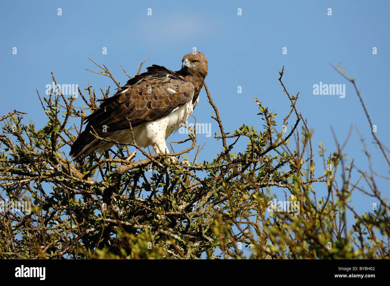 El Águila marcial (Polemaetus bellicosus), encaramado, Reserva Nacional de Masai Mara, Kenya, Africa. Foto de stock