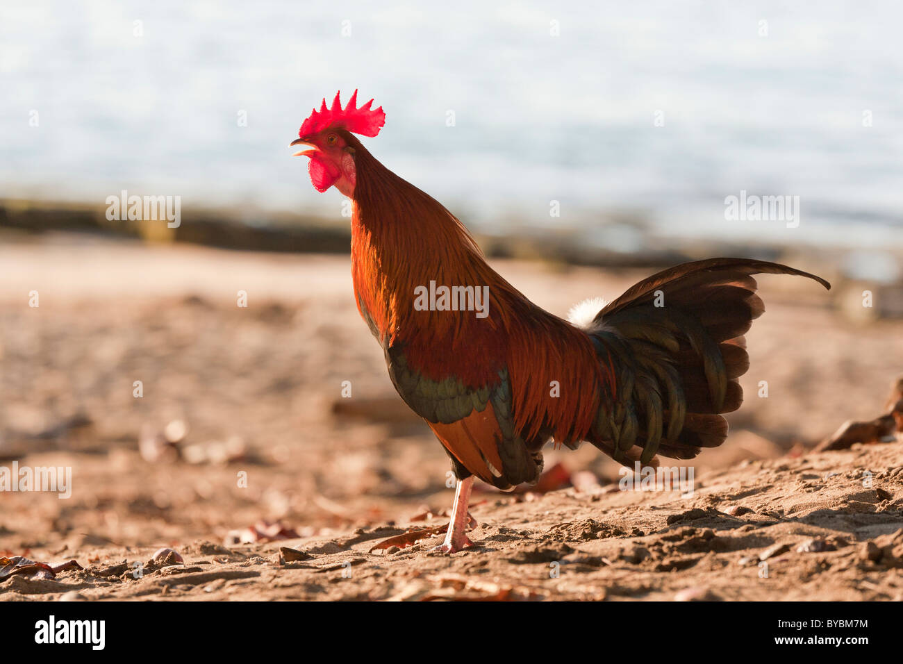 Kauai Rooster en la playa. Rojo gallo recortada en la playa. Foto de stock